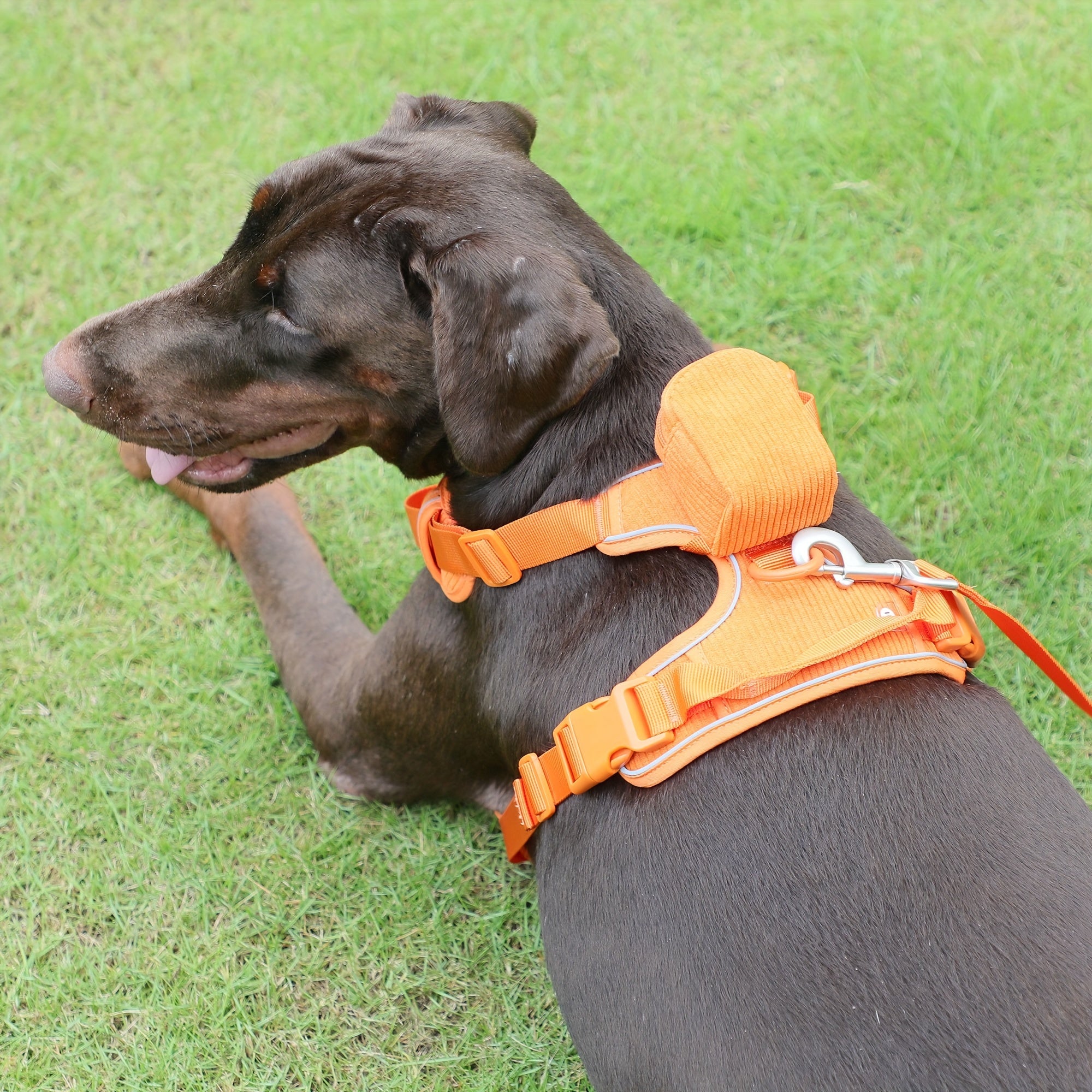 Fashionable And Cute Corduroy Pet Harness