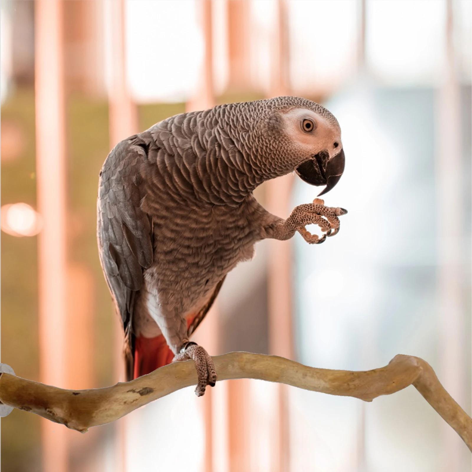 Deluxe Parrot Perch Tree - Sturdy Hanging Bird Stand with Paw Grinding Fork, Climbing Branch, and Birdcage Accessories for Parakeet and Small Bird Entertainment, Exercise, and Training