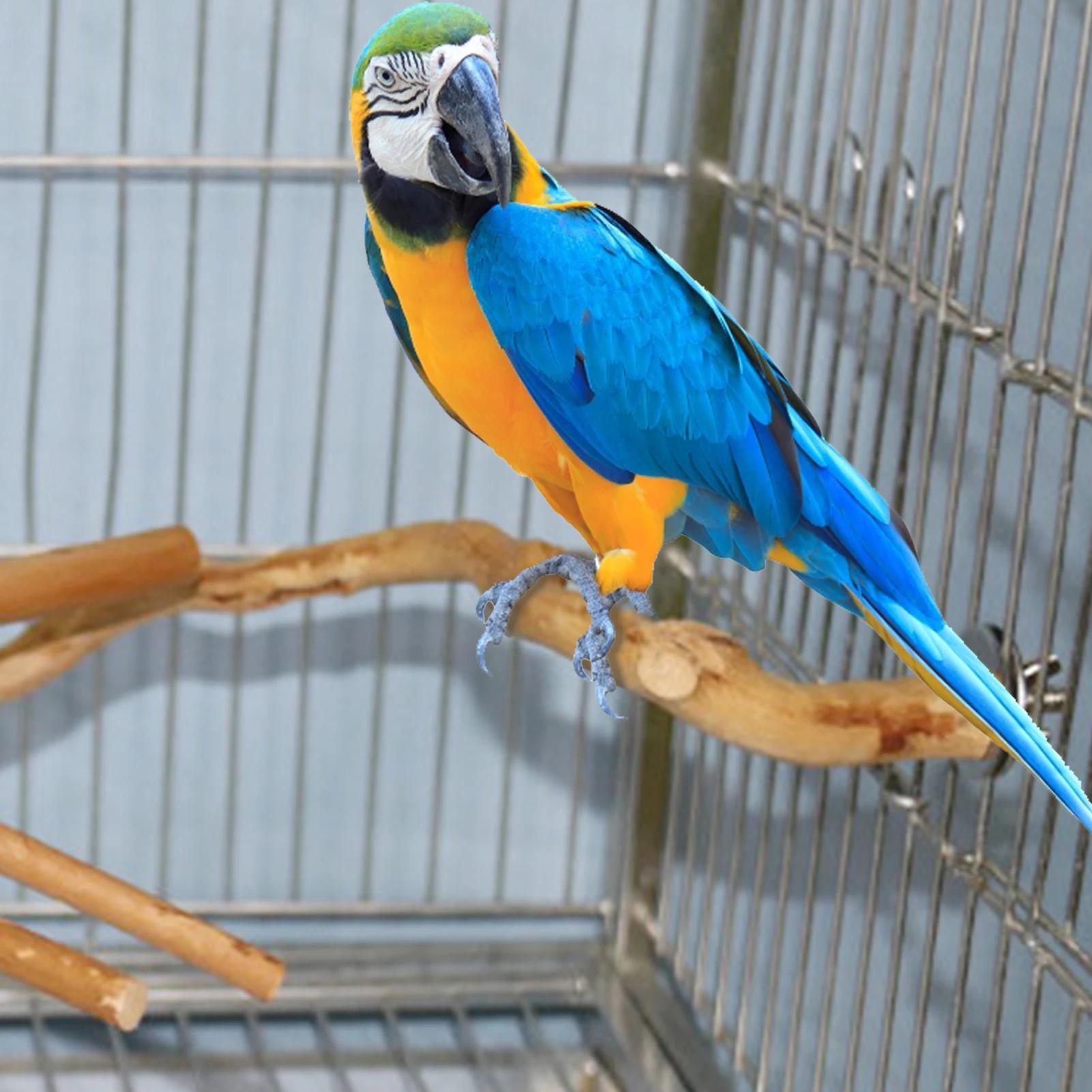 Deluxe Parrot Perch Tree - Sturdy Hanging Bird Stand with Paw Grinding Fork, Climbing Branch, and Birdcage Accessories for Parakeet and Small Bird Entertainment, Exercise, and Training