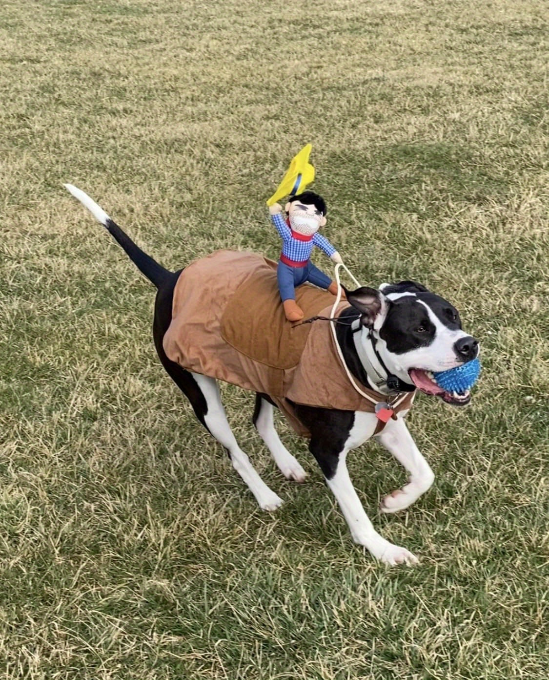 Large Cowboy Rider Dog Costume - Adjustable Pet Apparel for Halloween & Parties, Fits Pets 38.5-99lb, for Autumn, Spring