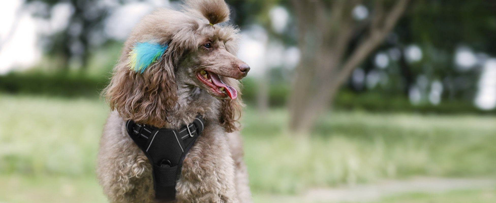 1pc Escape-Proof Dog Harness, Reflective No-Pull Pet Harness with 2 Metal Rings and Easy Control Handle, Adjustable and Comfortable Soft Padded Dog Vest for Easy Walking, Black