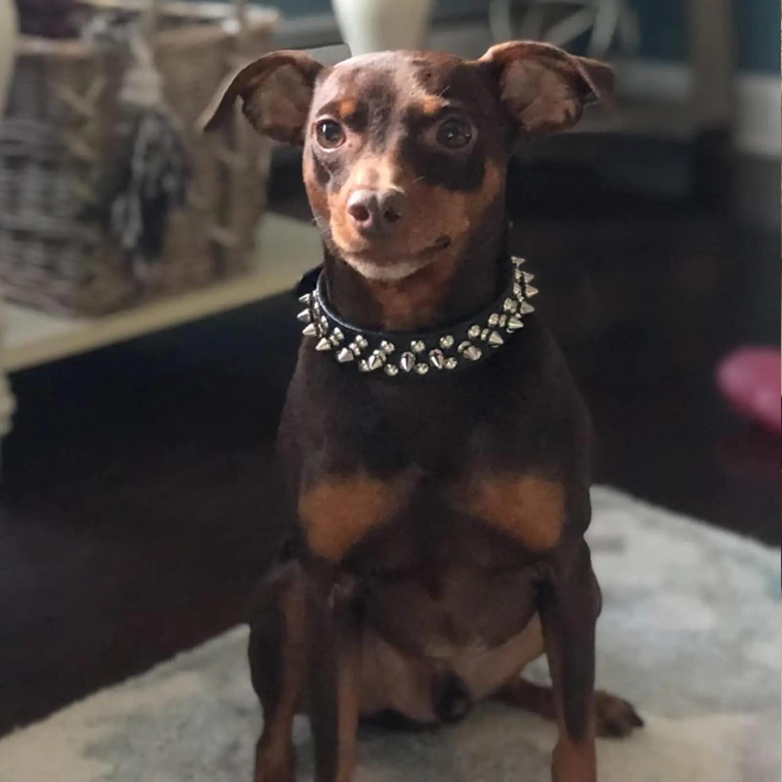 Adjustable Spiked Rivet Faux Leather Dog Collar - Punk Style Polka Dot Pet Collar for Small Dogs and Cats
