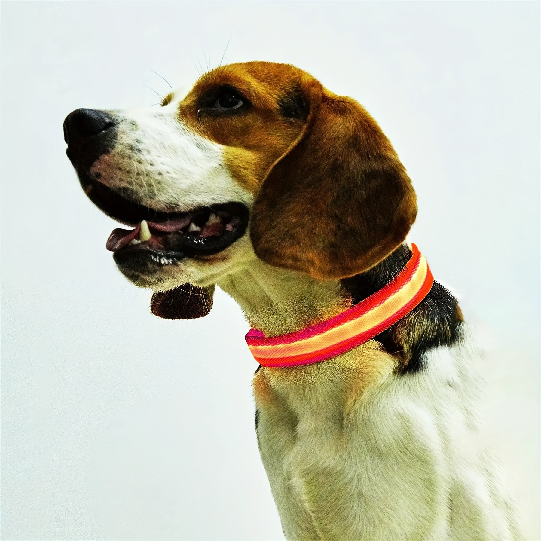 Glowing LED Pet Collar, Battery Powered, Polyester Reflective Dog Walking Necklace, Safe Voltage ≤36V, Nighttime Visibility Safety Accessory