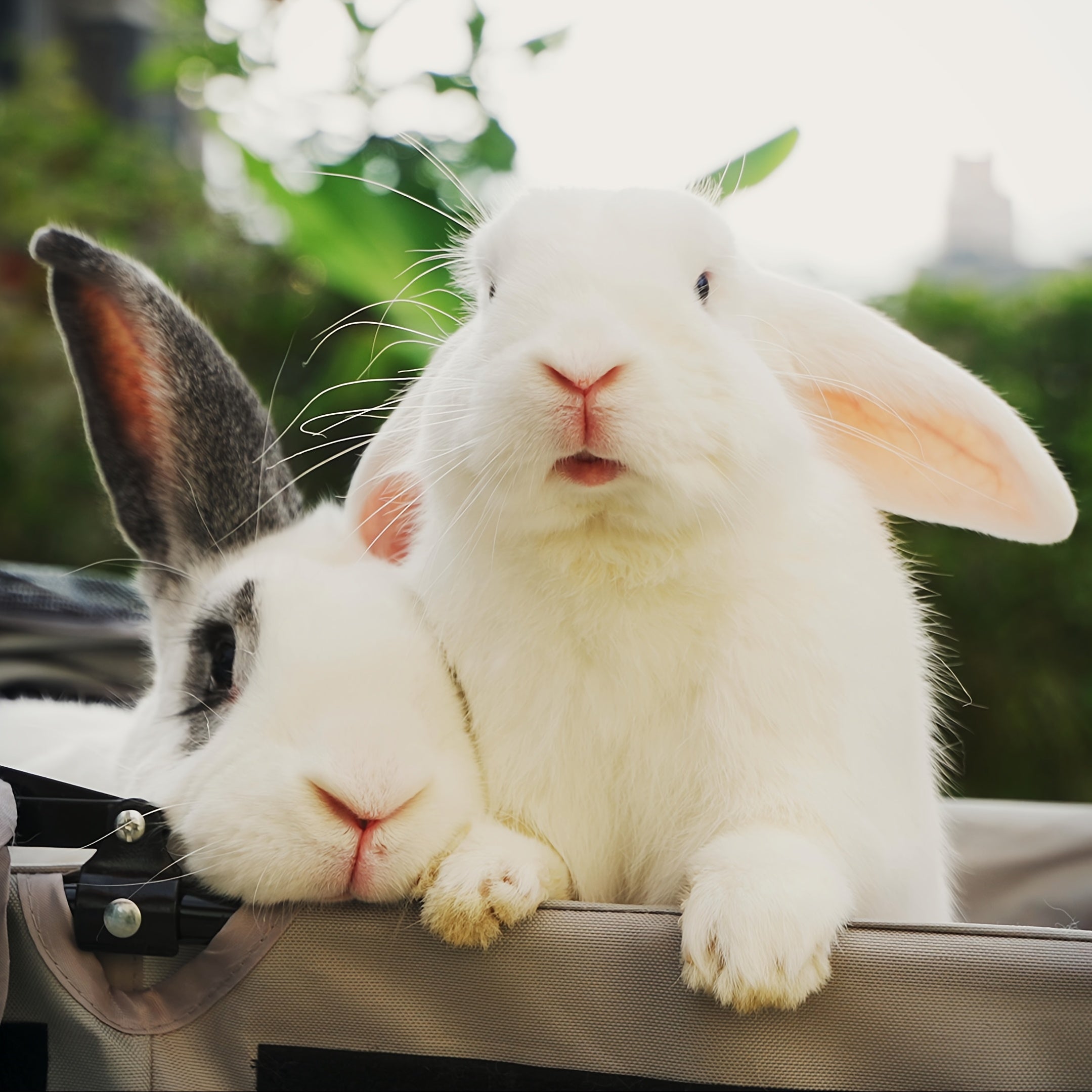 Adjustable Pet Harness and Leash Set with Cute Wings - Comfort Fit Vest for Rabbits, Puppies, Kittens, and Small Animals - Hand-Wash Only