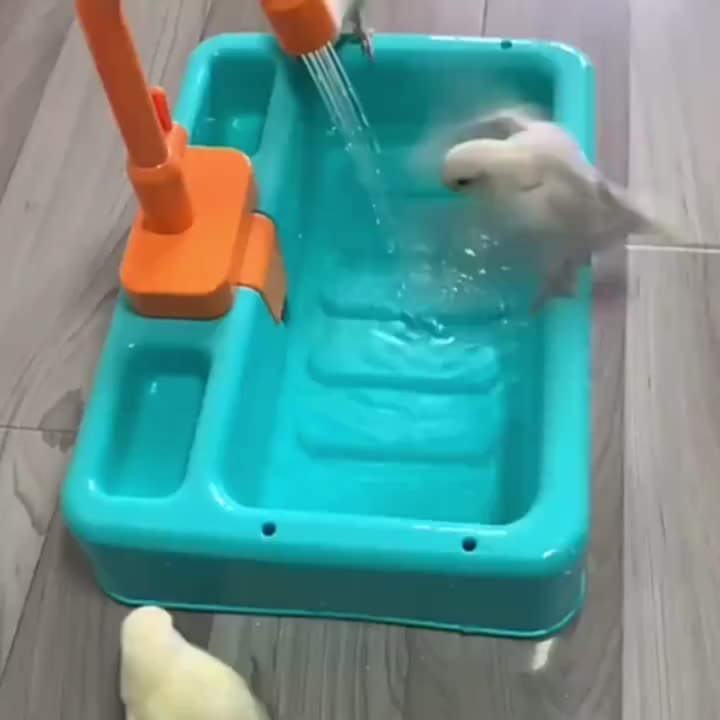 Automatic Parrot Bath Tub With Faucet, Easy Bird Shower Basin, Plastic Bird Feeder For Clean And Happy Birds