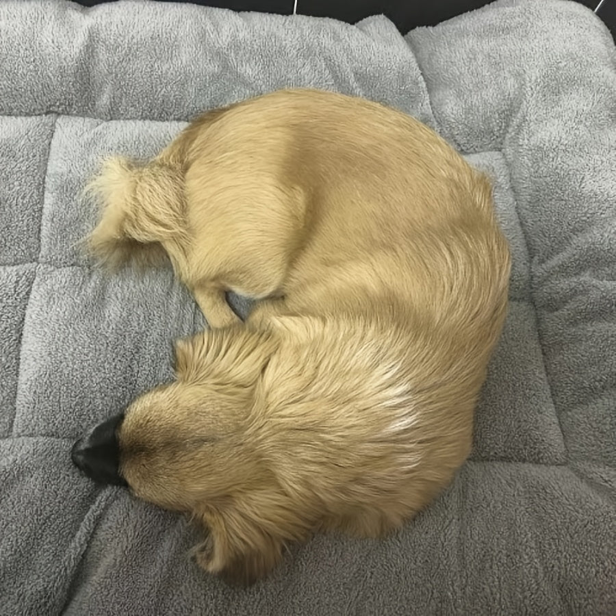 Extra Soft Plush Pet Bed for Dogs, Large Size, Reversible, All-Season Comfort, Polyester Fiber Filled, Suitable for Extra Small to Large Breeds up to 40kg, Rectangle Shape