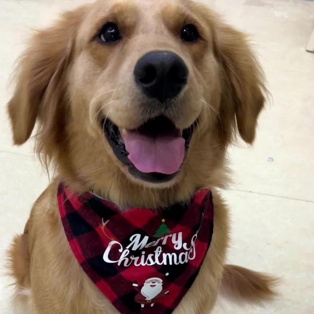 Christmas Pet Triangle Scarf Dog Bandanas Saliva Towel Santa Claus And Letter Graphic Scarf For Holiday Party Decoration Bib For Small, Medium & Large Sized Dogs