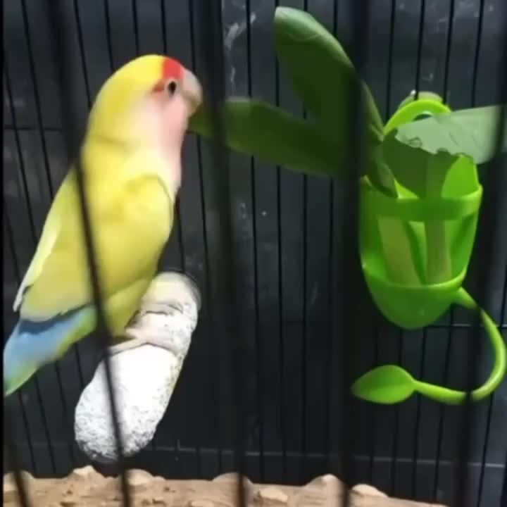 1pc  Bird Cuttlebone Holder, Fruit & Vegetable Feeder Station for Healthy Beaks and Birdcage Entertainment