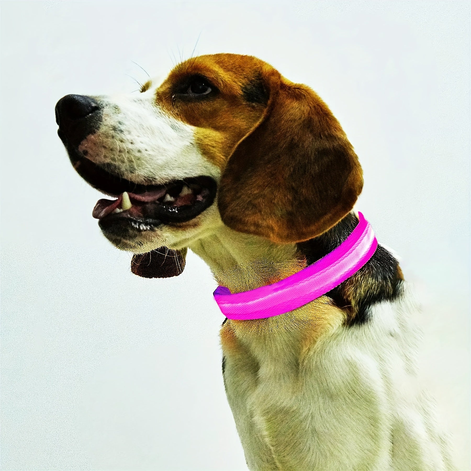 Glowing LED Pet Collar, Battery Powered, Polyester Reflective Dog Walking Necklace, Safe Voltage ≤36V, Nighttime Visibility Safety Accessory