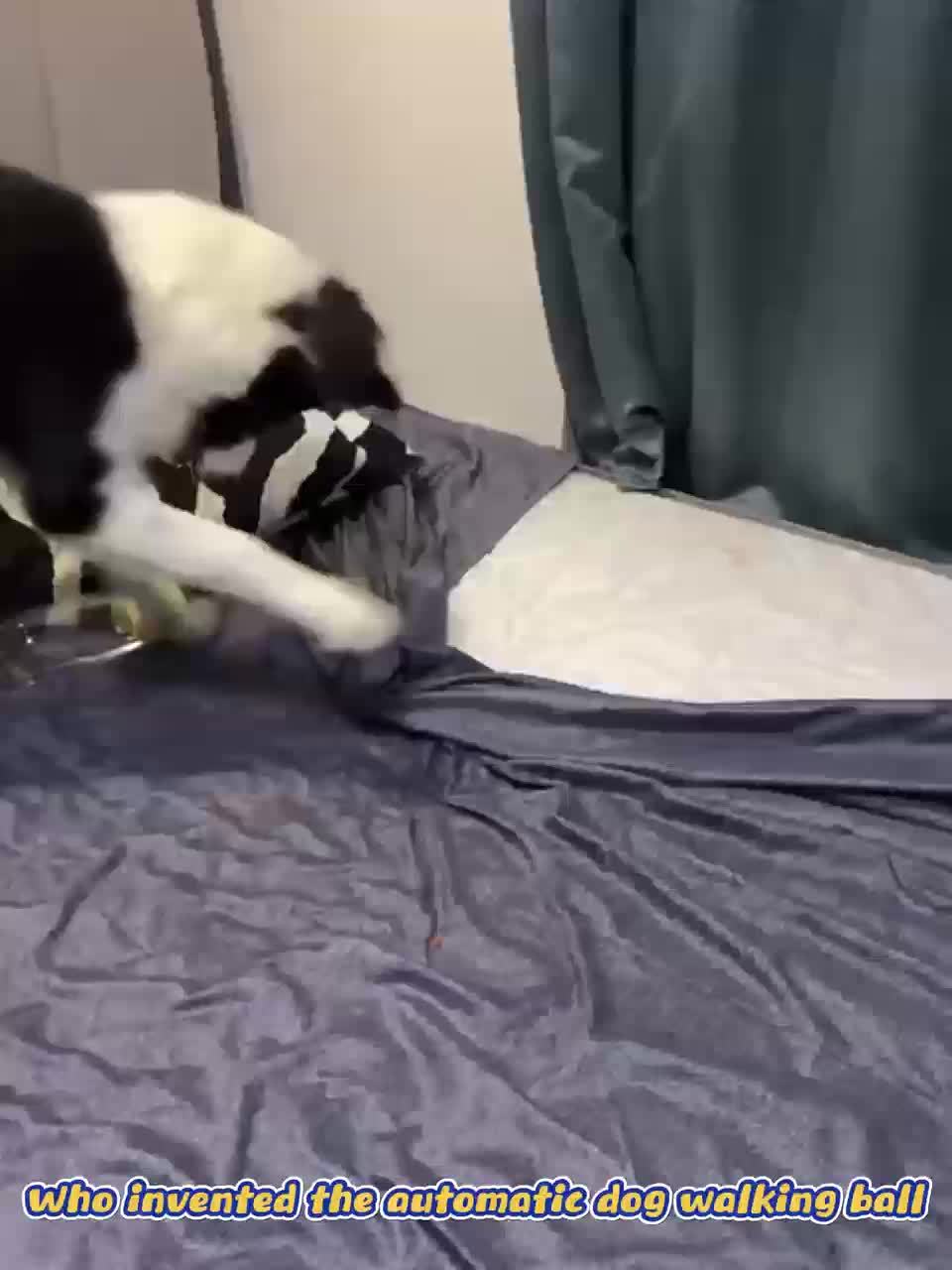 Electric smart pet, a good partner for dogs, resistant to falling and biting