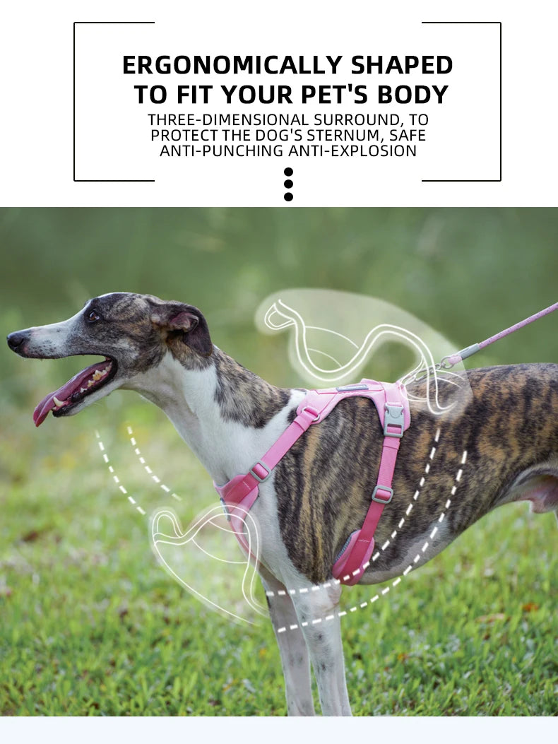 Adjustable Pet Care Harness for Small Dogs, Puppy, Cat Vest, French Bulldog, Chihuahua, Pug Outdoor Walking Lead, Leash