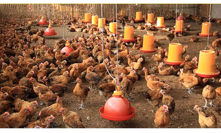 Chicken Duck Goose Broiler Plasson Drinker Plastic Poultry Waterer Automatic Fountaion Kettle Drinking Watering line Supplies