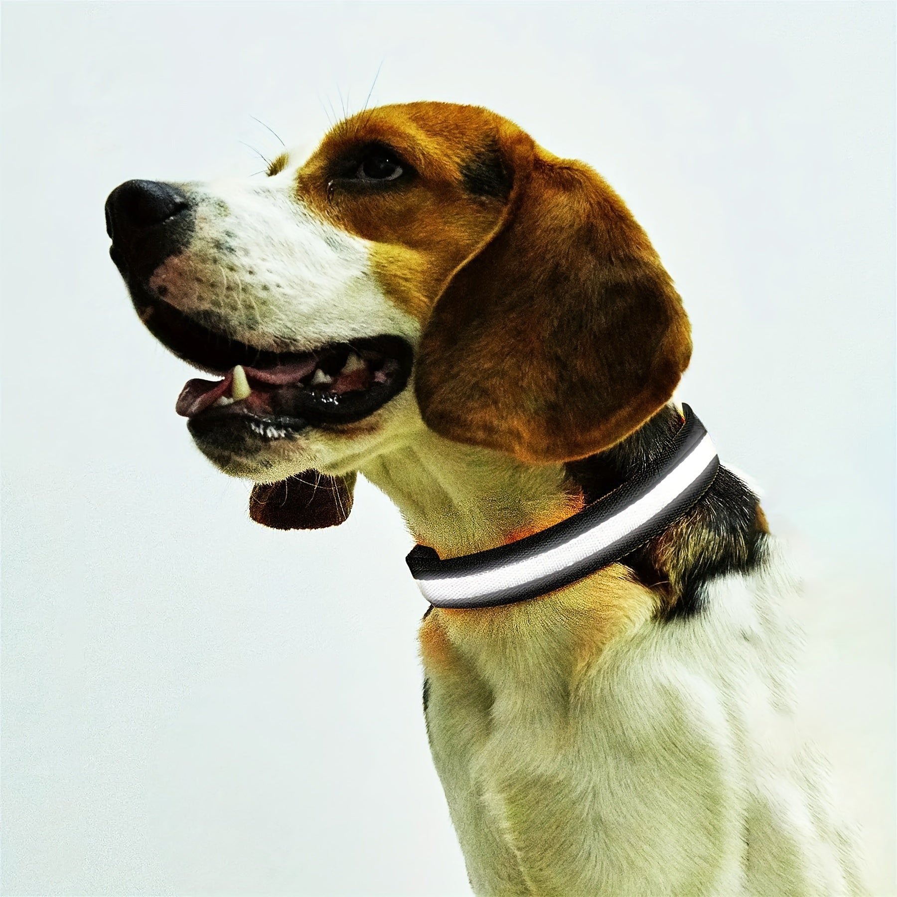 Glowing LED Pet Collar, Battery Powered, Polyester Reflective Dog Walking Necklace, Safe Voltage ≤36V, Nighttime Visibility Safety Accessory