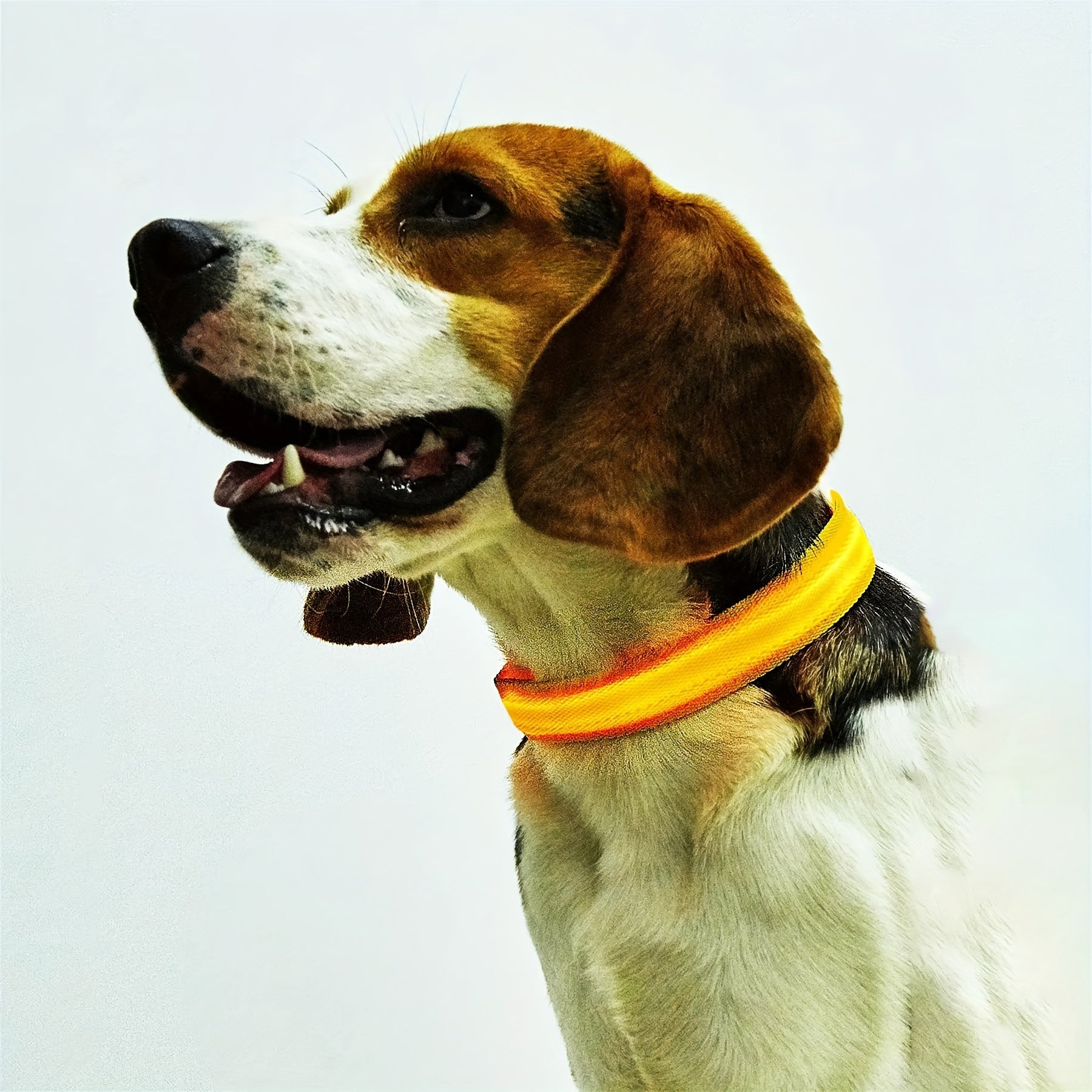 Glowing LED Pet Collar, Battery Powered, Polyester Reflective Dog Walking Necklace, Safe Voltage ≤36V, Nighttime Visibility Safety Accessory