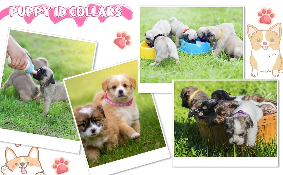 12set Dog Collar and Leash Set