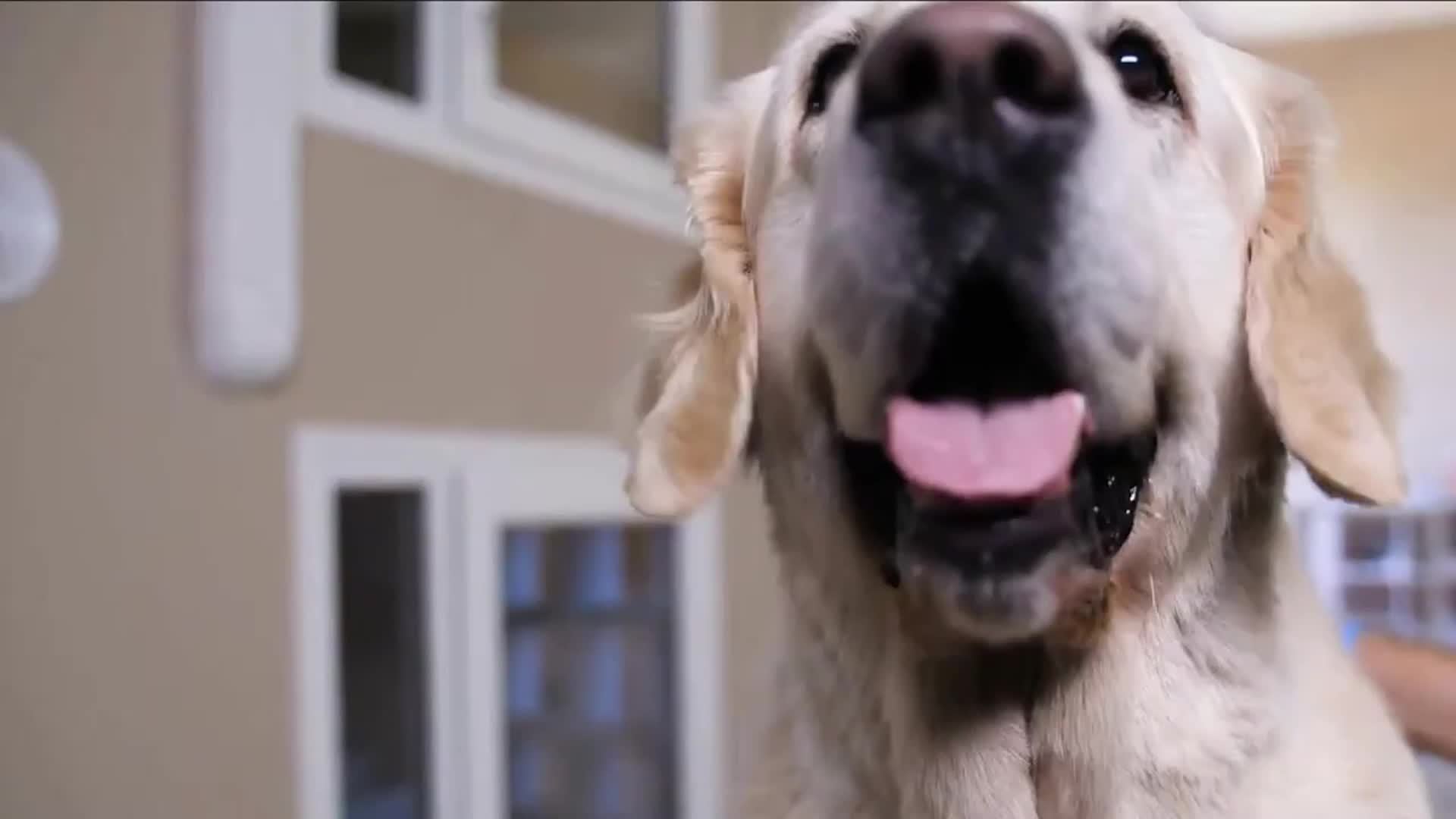 Adjustable Nylon Dog Training Collar with Remote, Electronic Rechargeable Pet Collar for Small to Large Dogs 5lbs to 120lbs, 24 Inch Strap, Waterproof and Shock-Proof