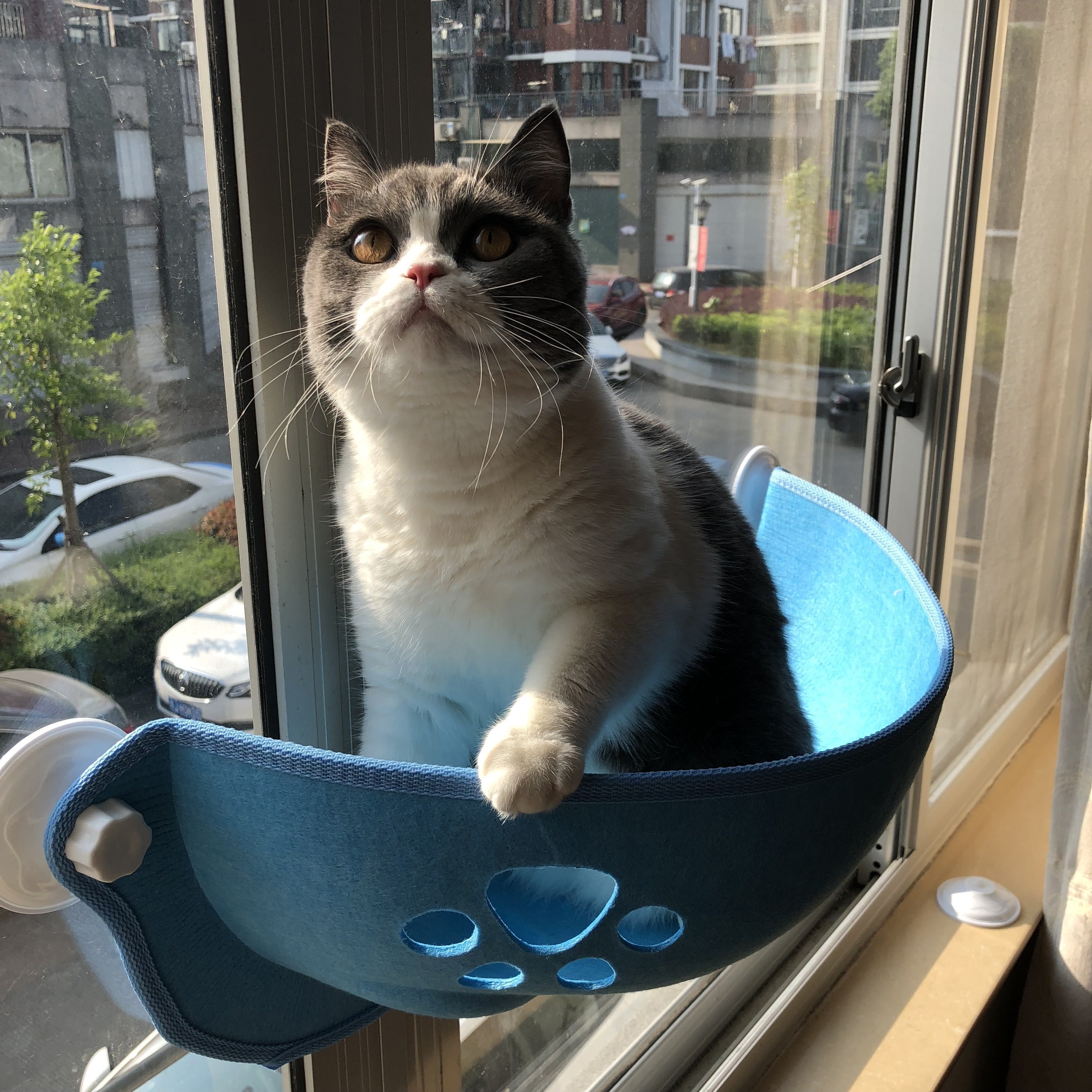 [1pc Window Cat Bed] 1pc Durable Polyester Fiber Crescent Window Cat Bed with Strong Suction Cups | Window Hanging Perch, Removable Pet Bed for Small & Medium Cats, No Assembly Needed | Sunbathing & Sleeping Spot, Ideal Gift