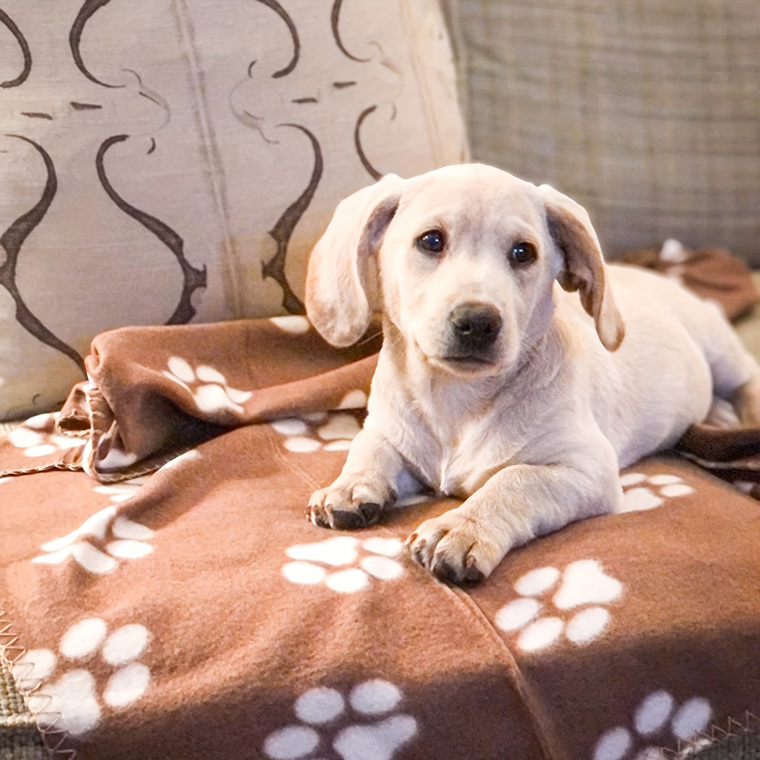Keep Your Furry pets Cozy with this 6-Pack of Warm Paw Print Dog Blanket Bed Covers!