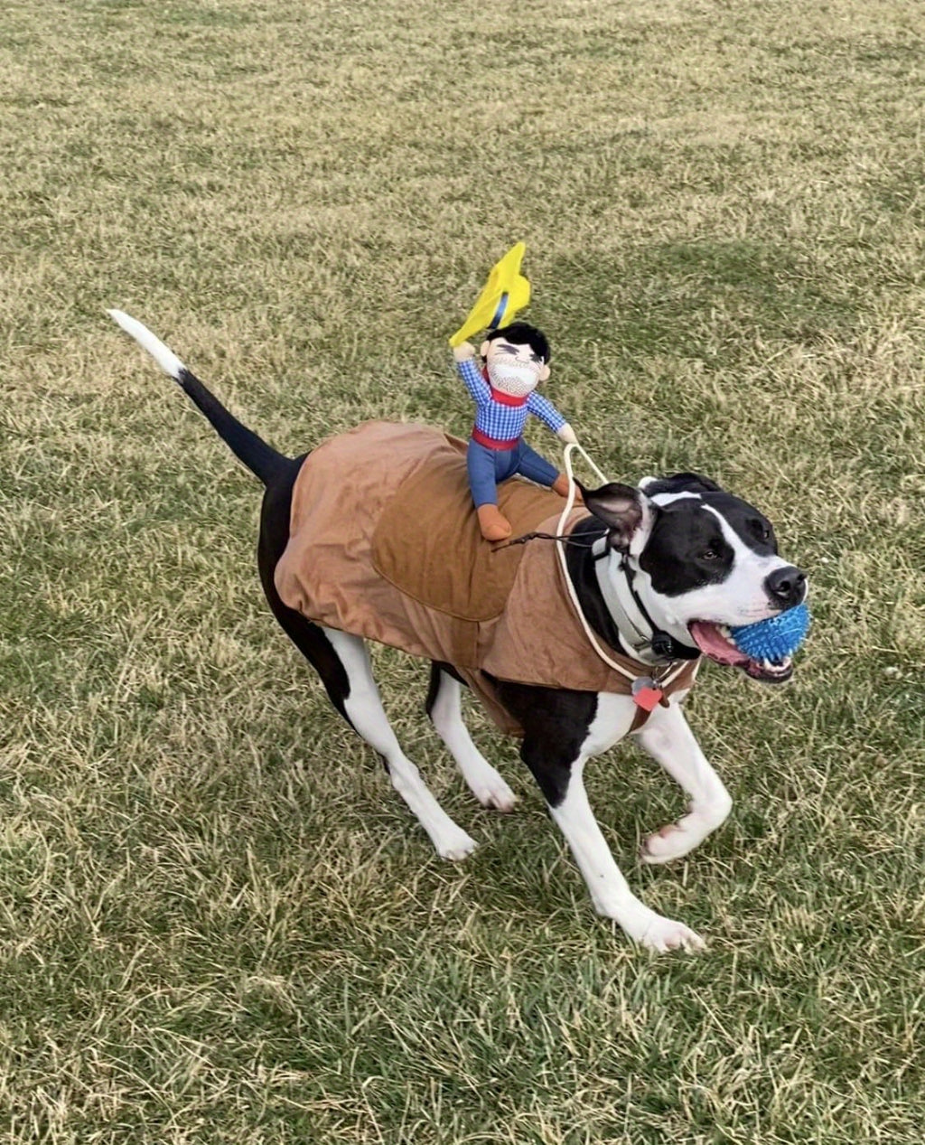 Large Cowboy Rider Dog Costume - Adjustable Pet Apparel for Halloween & Parties, Fits Pets 38.5-99lb, for Autumn, Spring