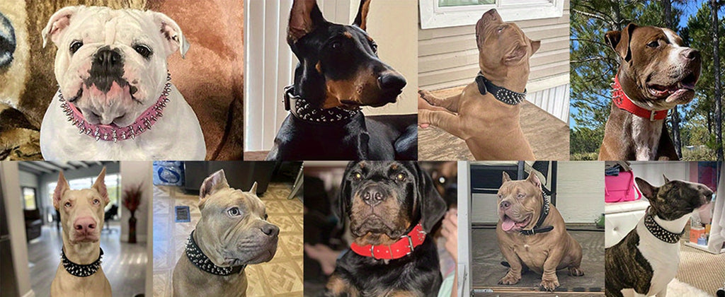 [Golden Spiked Collar] Epesiri Wide Golden Spiked Dog Collar | Adjustable Durable Spike Studded Pet Collar for Pitbull Mastiff Bulldog Pugs Husky Rottweiler