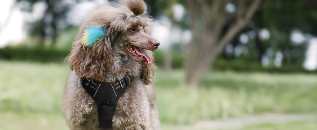 1pc Escape-Proof Dog Harness, Reflective No-Pull Pet Harness with 2 Metal Rings and Easy Control Handle, Adjustable and Comfortable Soft Padded Dog Vest for Easy Walking, Black