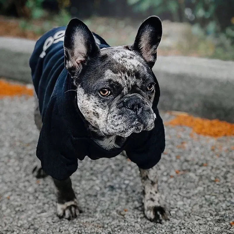 Sudadera con capucha para perro, temporada de otoño e invierno, ropa para perros grandes, estampado de texto en la cara del perro, chaqueta para bulldog francés y labrador.