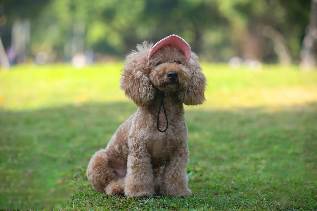 Adjustable Pet Dog Travel Cute Baseball Hat Sun Cap Visor Hat with Ear Holes Outdoor Sport Pet Supplies